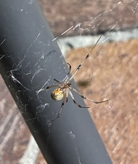 Latrodectus geometricus