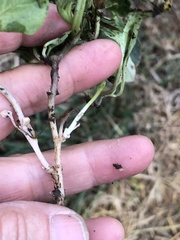 Convolvulus