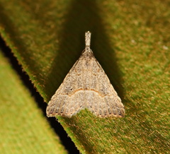 Trigonistis asthenopa
