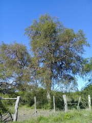 Aspidosperma quebracho-blanco