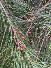 Casuarina cunninghamiana