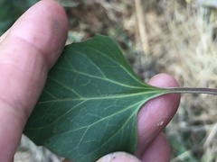Convolvulus