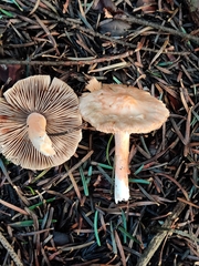 Inocybe pudica