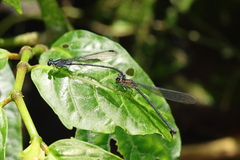 Argia sordida