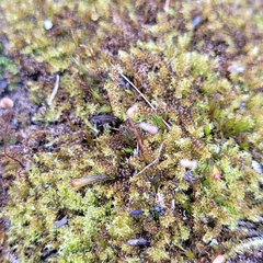 Campylophyllum halleri