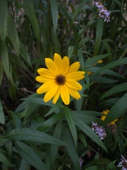 Helianthus angustifolius