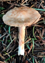 Inocybe pudica
