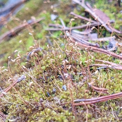 Campylophyllum halleri