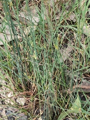 Machaerina juncea