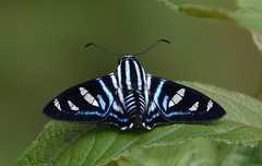 Jemadia fallax fida