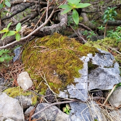 Campylophyllum halleri