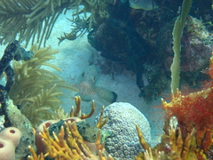 Epinephelus guttatus