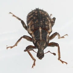Listronotus