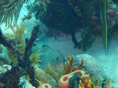 Epinephelus guttatus