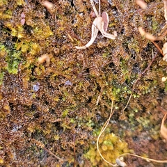 Campylophyllum halleri