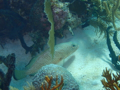 Epinephelus guttatus