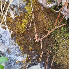 Campylophyllum halleri