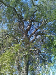Aspidosperma quebracho-blanco