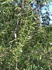 Aspidosperma quebracho-blanco
