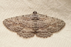 Phelotis cognata