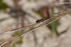 Apiomerus floridensis