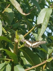 Catasticta nimbice