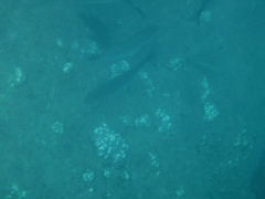 Haemulon maculicauda