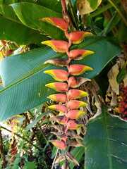 Heliconia rostrata