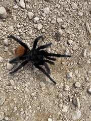 Tliltocatl epicureanus