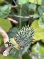 Datura stramonium