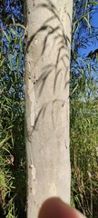 Platanus rzedowskii