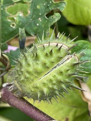 Datura stramonium