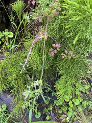 Fumaria bastardii