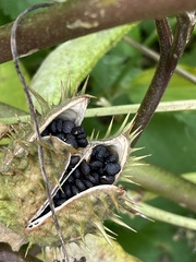 Datura stramonium