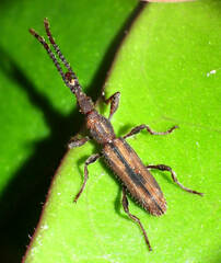 Brentidae