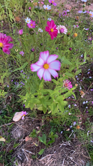 Cosmos bipinnatus