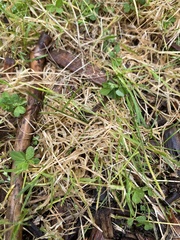 Microlaena stipoides