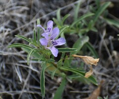 Dyschoriste linearis