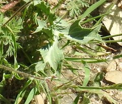 Eryngium campestre
