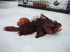 Hemitripterus americanus