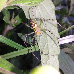 Peucetia rubrolineata