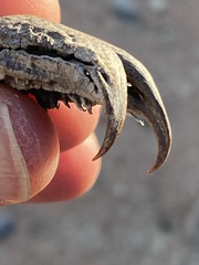Erythrina flabelliformis