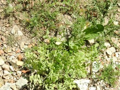 Pimpinella villosa