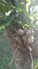 Catasetum integerrimum