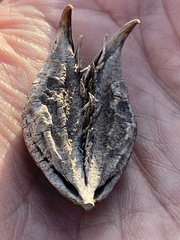 Erythrina flabelliformis