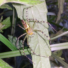 Peucetia rubrolineata