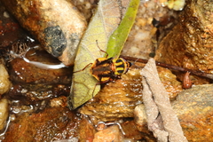 Hedriodiscus