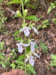 Teucrium bicolor
