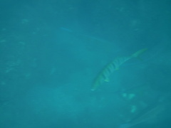 Gnathanodon speciosus