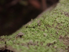 Chaenotheca furfuracea